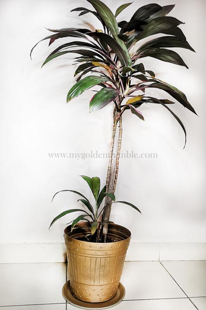 Plant Pot Decoration for Indoors