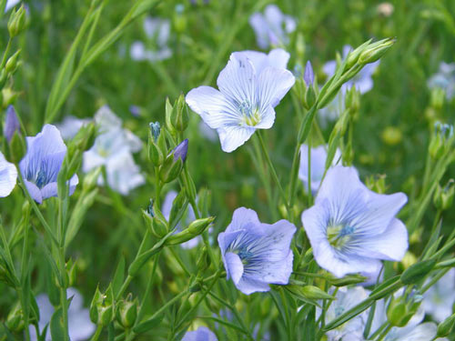 linen flax plant