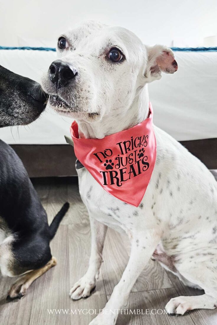 white dog wearing a bandana