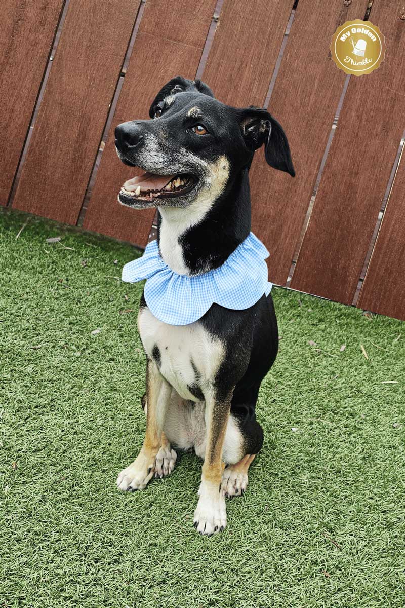 flower dog bandana collar pattern