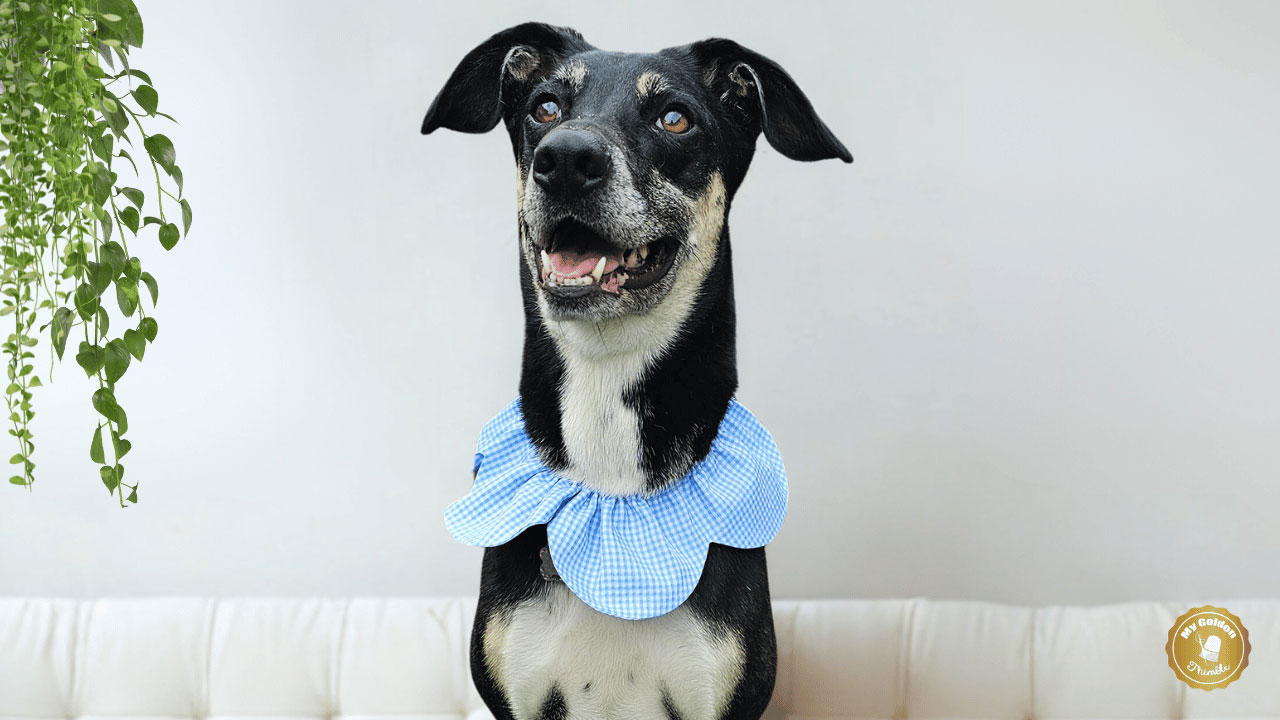 flower over the collar dog bandana pattern