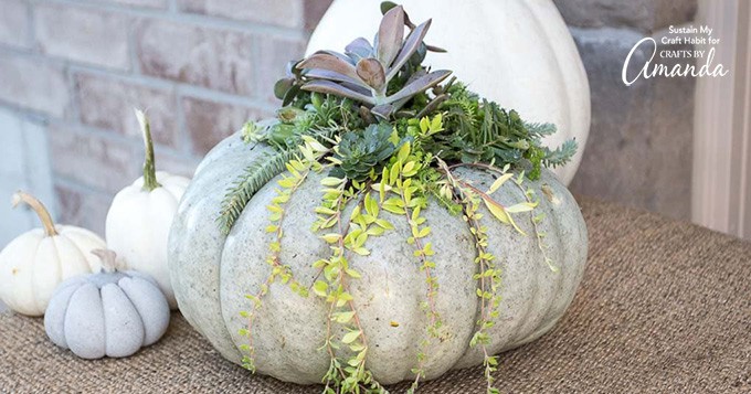 Image for DIY Succulent Pumpkin Decor